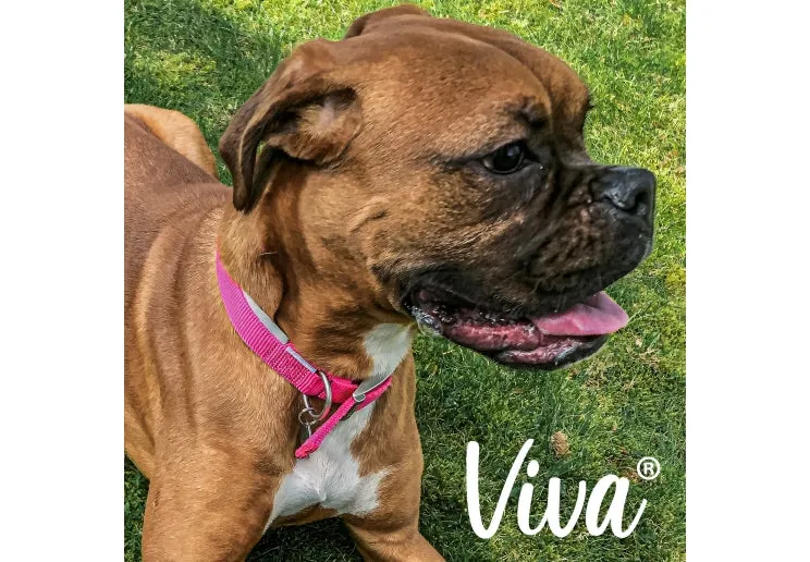 Ancol - Viva Nylon Adjustable Collar - Pink - Large (45-70cm)